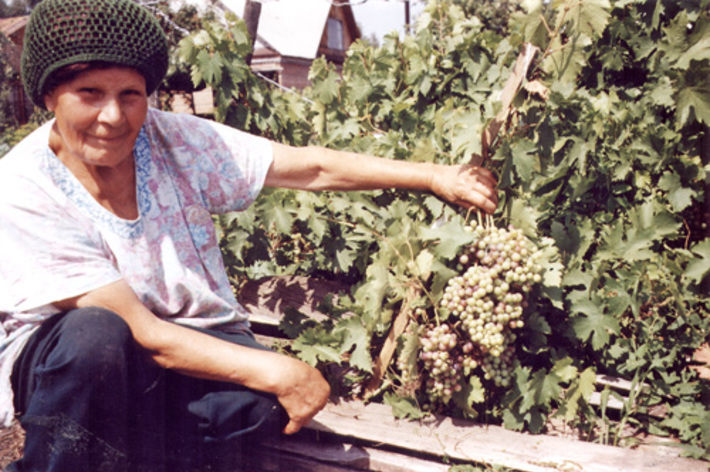 Раиса Александровна Яковлева сегодня в своем любимом винограднике...