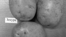 Сорт картофеля Зекура.