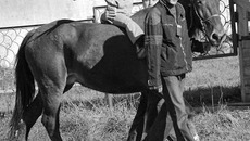 Выйду погулять хорошим днем с конюхом, инструктором и конем.