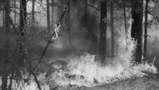 Пожары бушуют в 17-ти субъектах РФ.