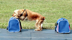 Служу я на таможне неспроста — не утаите вы в мешке кота!