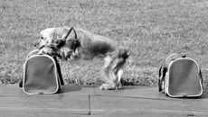 Служу я на таможне неспроста — не утаите вы в мешке кота!