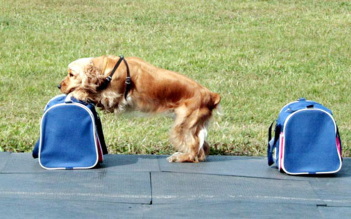 Служу я на таможне неспроста — не утаите вы в мешке кота!