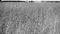 Льну — лучшие земли Салаира.