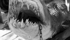 Одна из пойманных акул. Виновата ли?