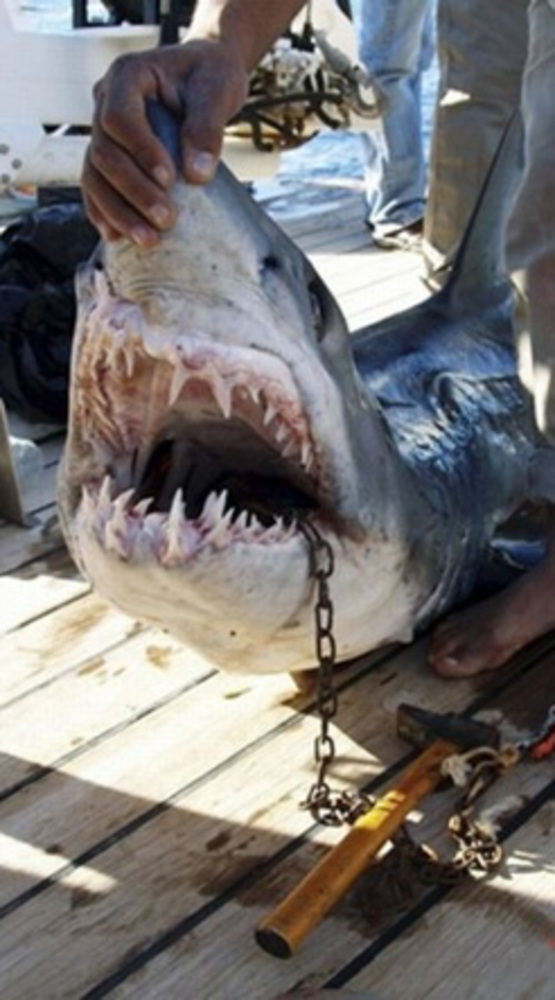 Одна из пойманных акул. Виновата ли?
