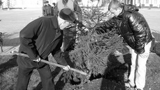 Закладка новой аллеи.