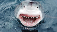 Даже акуле смешно.