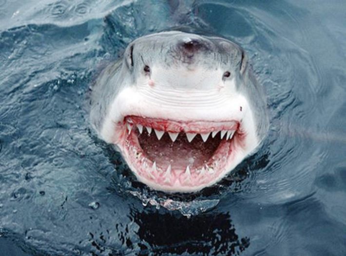 Даже акуле смешно.