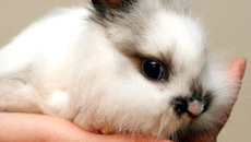 В Японии символом 2011 года считается Белый Кролик, а в Китае будущий год называют годом Жёлтого Кота.