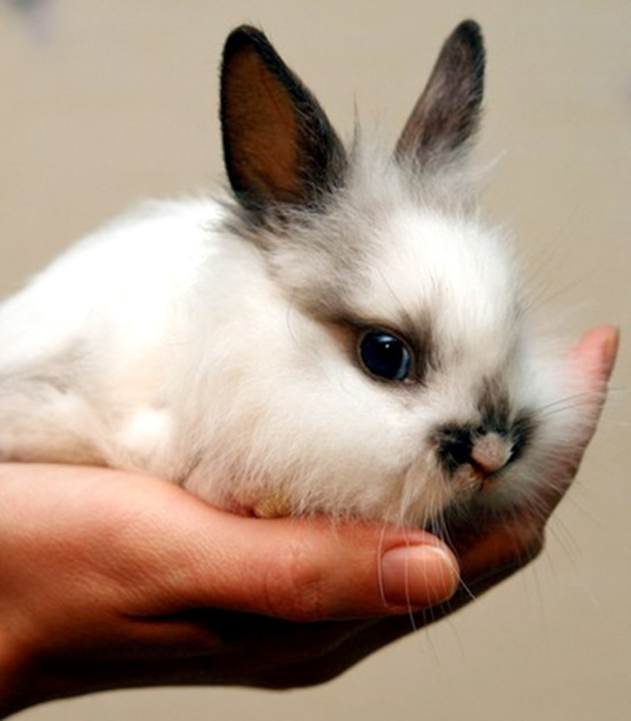 В Японии символом 2011 года считается Белый Кролик, а в Китае будущий год называют годом Жёлтого Кота.