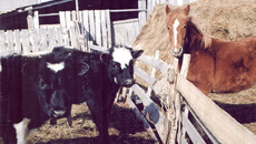 Фермер должен получать гранты на покупку земли, семян, животных... Фото Сергея ДЯТЛОВА.