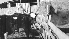 Фермер должен получать гранты на покупку земли, семян, животных... Фото Сергея ДЯТЛОВА.