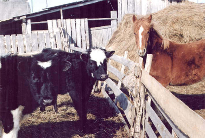 Фермер должен получать гранты на покупку земли, семян, животных... Фото Сергея ДЯТЛОВА.