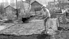 Земля и лопата прокормят всегда. Фото Веры ПАВЛОВОЙ.