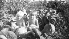 А нас нашли в капусте  сразу двух!