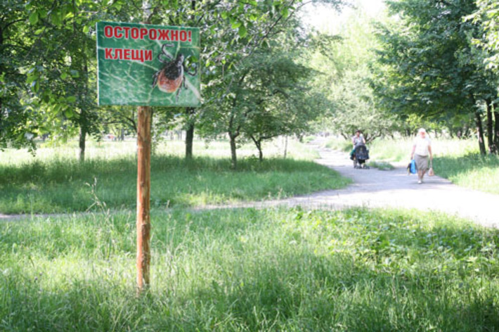 С появлением первой травы активость клещей резко возрастёт. Фото Михаила ПЕРМИНА.