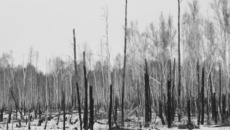 Эти берёзы сгорели прошлой весной. Сколько еще лесов погубит наша безответственность? Фото Виталия ЗЛОДЕЕВА