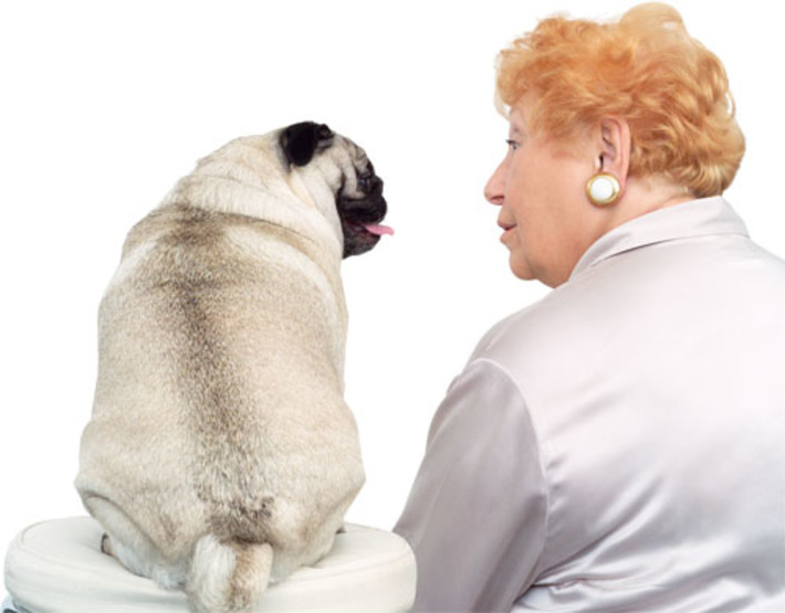 У любителей домашних животных, доверивших своего питомца ветеринару, всё же возникают поводы для расстройств.