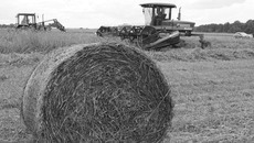 Для сытной зимовки скота необходимо заготовить не менее 35 центнеров кормовых единиц на условную голову. Важнейшее значение в рационе кормления животных играет сено. Но обязательно заготовленное в оптимальные сроки и насыщенное питательными веществами. Фото Николая ЦАРЕВА