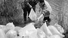 В этом году в водоемы области выпущено около 70 миллионов штук рыбной молоди. Фото Сергея ДЯТЛОВА