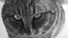 Гипнокот.  Павел Кулешин. Москва. Фото Алексея ФЕДОРОВА