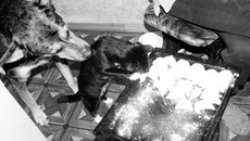 «Вареники не трожь!» Фото Михаила ПЕРМИНА