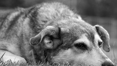 Фото с сайта www.lands-of-sorrow.ru