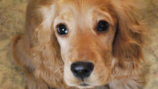 Эта красотка хороша  и без салона. Фото Александры КАРАФИНКА