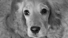 Эта красотка хороша  и без салона. Фото Александры КАРАФИНКА