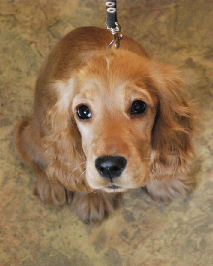 Эта красотка хороша  и без салона. Фото Александры КАРАФИНКА