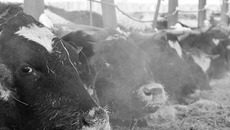 Бурёнки из «Раздольного» — основа благополучия хозяйства. Фото Михаила ПЕРМИНА