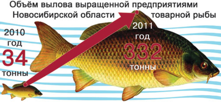 Инфографика Виктора БОЯРОВА
