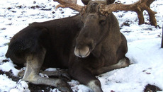 Фото с сайта www.kv.k46.ru