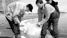 Новых обитателей Оби выпускают в реку. Фото Михаила ПЕРМИНА