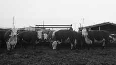 В 2009 году хозяйство «Северо-Кулундинское» получило статус племрепродуктора по герефордской породе скота. Фото Марины ЛУПЕЙКЕНЕ