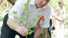 Депутат Госдумы РФ Анатолий Локоть посадил дерево на аллее Солидарности журналистов. Фото с сайта www.kprfnsk.ru