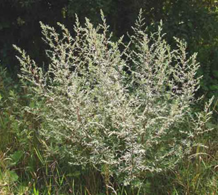 Полынь обыкновенная.