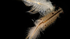 Artemia salina. Фото с сайта dic.academic.ru
