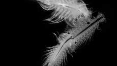 Artemia salina. Фото с сайта dic.academic.ru