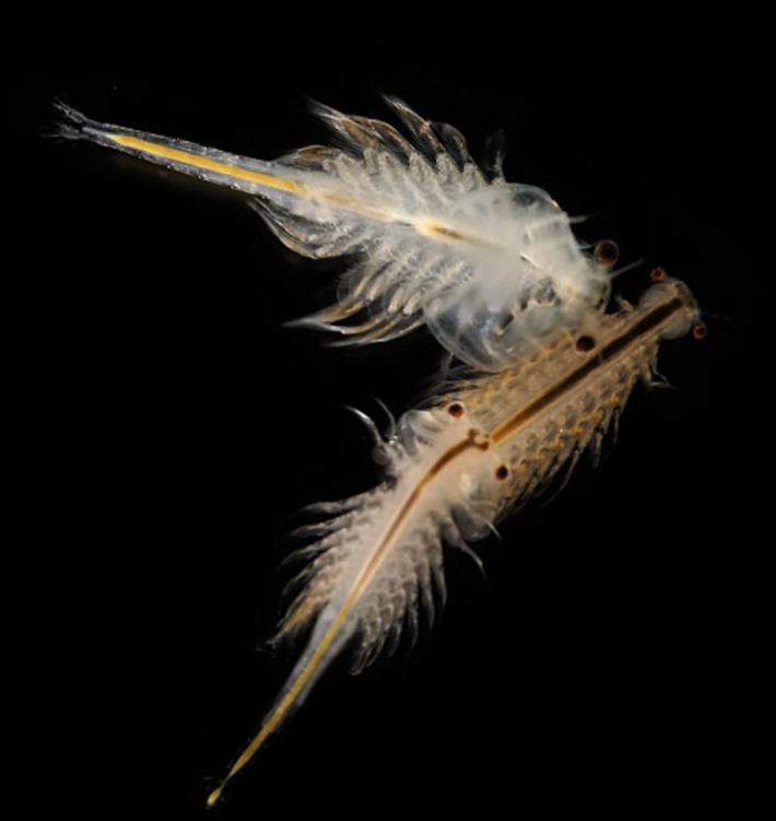 Artemia salina. Фото с сайта dic.academic.ru
