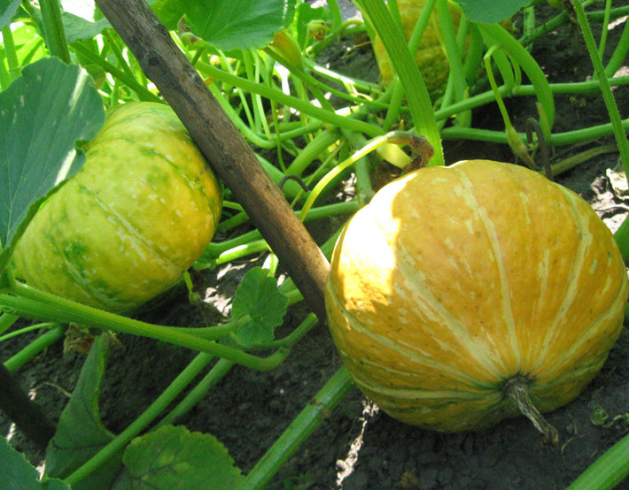 И тыквы требуют обильного полива. Фото Михаила ПЕРМИНА