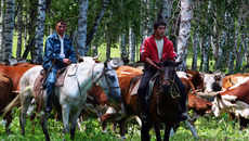 В сильную жару коровам лучше отдохнуть в лесном колке. Фото Сергея ДЯТЛОВА