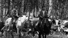 В сильную жару коровам лучше отдохнуть в лесном колке. Фото Сергея ДЯТЛОВА
