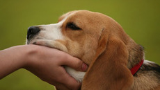 Не грусти, разлука  не надолго. Фото с сайта fenix.vn.ua