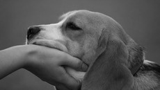 Не грусти, разлука  не надолго. Фото с сайта fenix.vn.ua