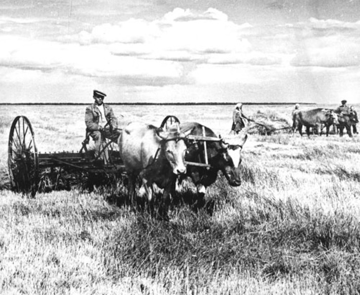 Сенокос в послевоенные годы. Фото Бориса ШУМАКОВА (из архива редакции)