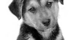 Фото с сайта www.saveanimals.ru