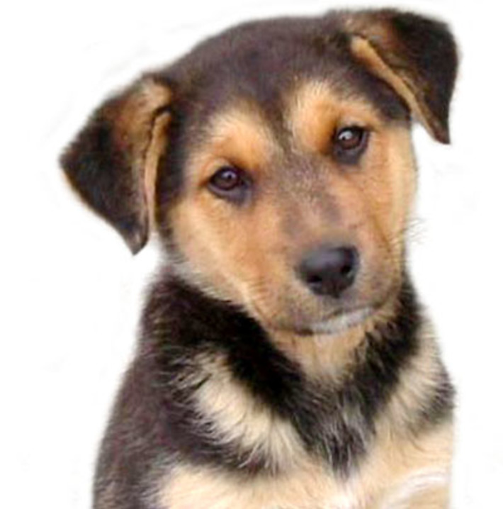 Фото с сайта www.saveanimals.ru