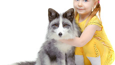 Фото с сайта www.myfoxclub.ru